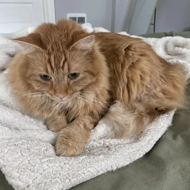 A senior large-sized male Orange / Red Domestic Long Hair cat named Eddie for adoption in Reno, NV