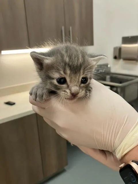 A baby small-sized female Domestic Short Hair cat named Anne for adoption in Baytown, TX