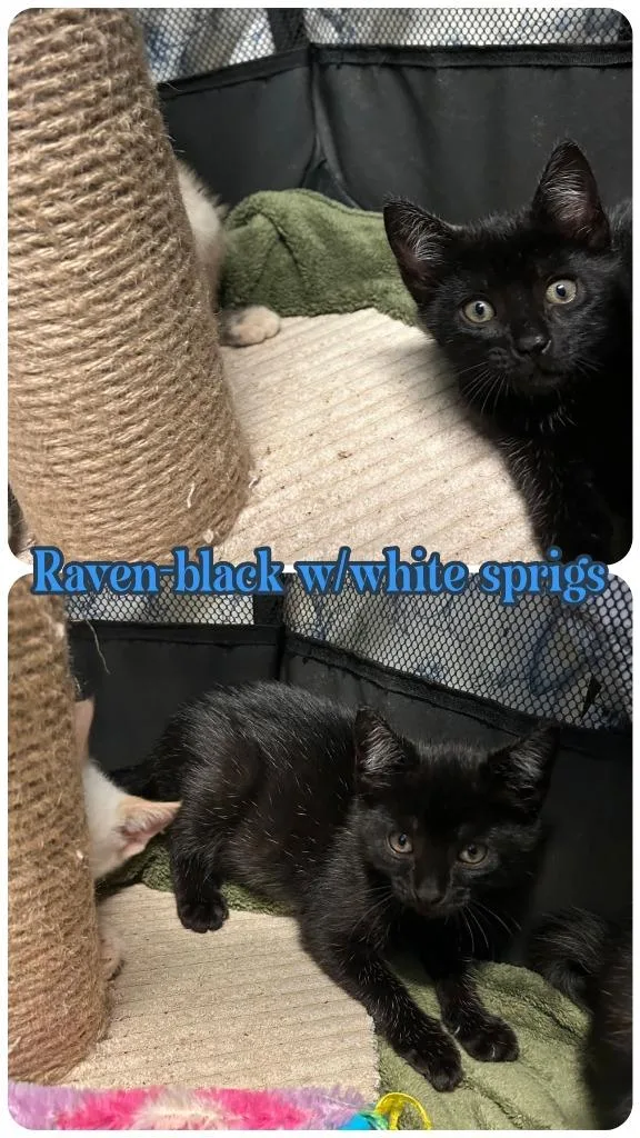 A baby small-sized male Domestic Short Hair cat named Raven for adoption in LIberty, NY