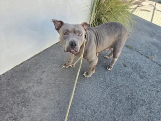 An adult medium-sized female Pit Bull Terrier dog named Changa for adoption in Chatsworth, CA
