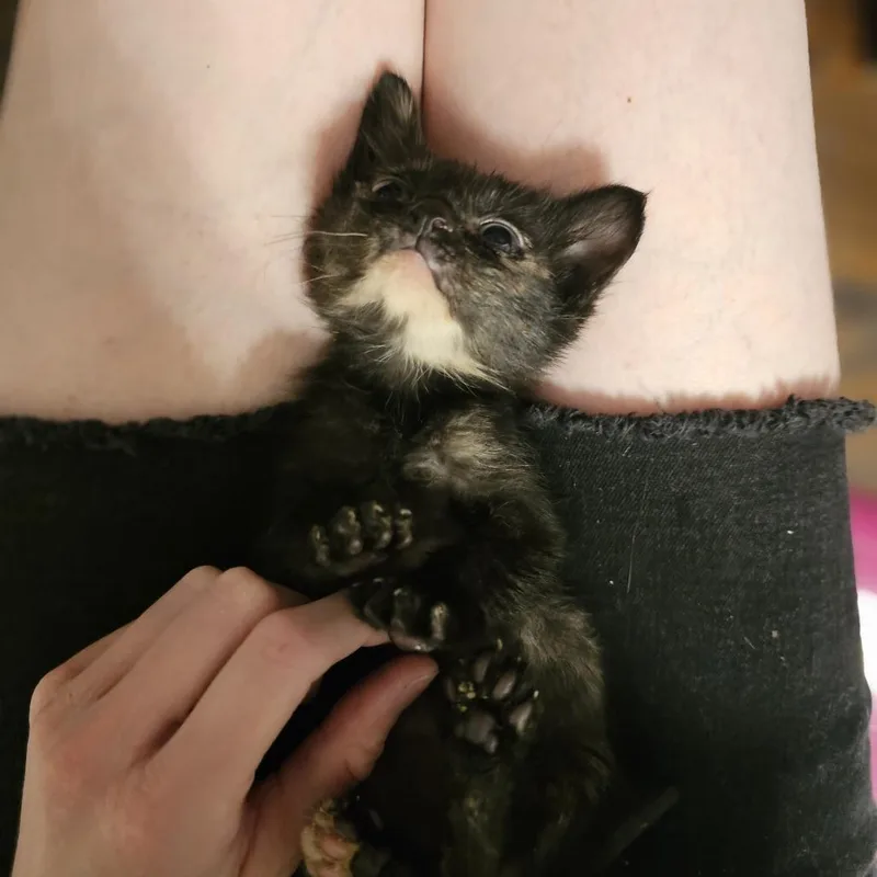 A baby small-sized female Tortoiseshell Domestic Short Hair cat named Andromeda for adoption in Little Rock, AR