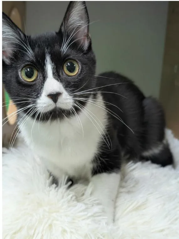 A young medium-sized female Black & White / Tuxedo Domestic Short Hair cat named Allie for adoption in Adrian, MI
