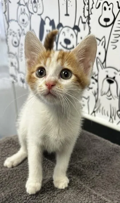 A young small-sized female Domestic Short Hair cat named B Jill for adoption in North Charleston, SC