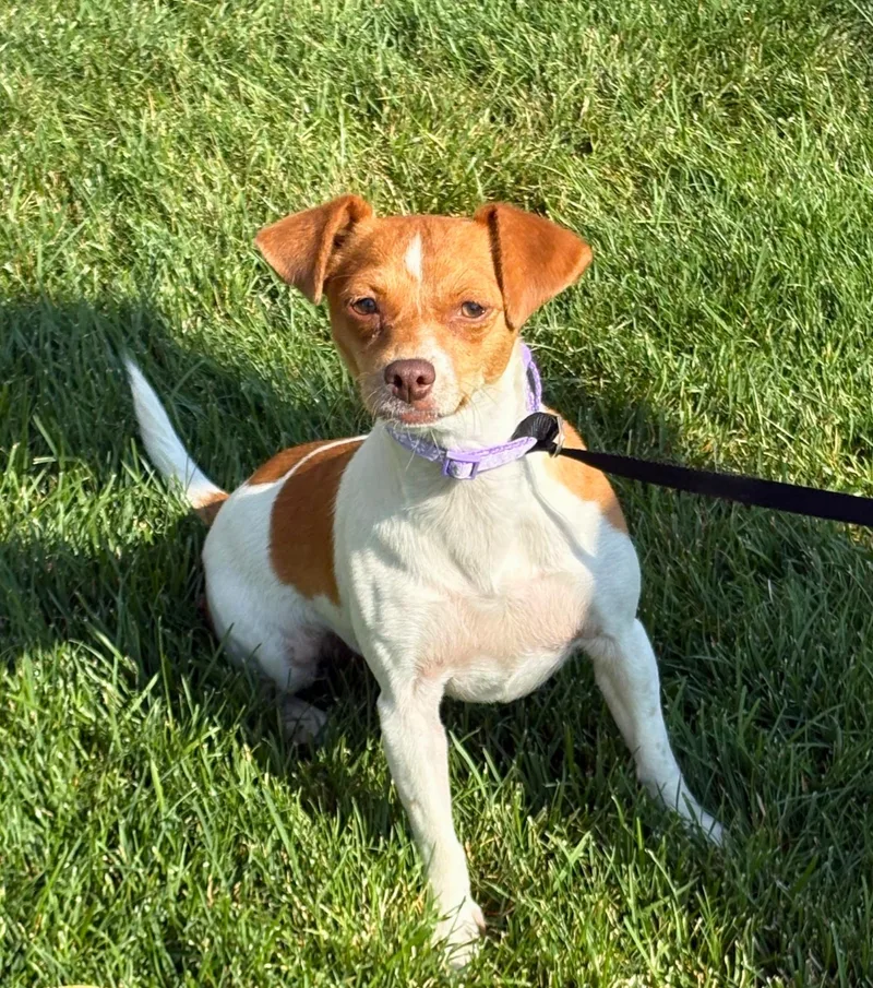 An adult small-sized female Golden Jack Russell Terrier dog named Jewel for adoption in Pasco, WA