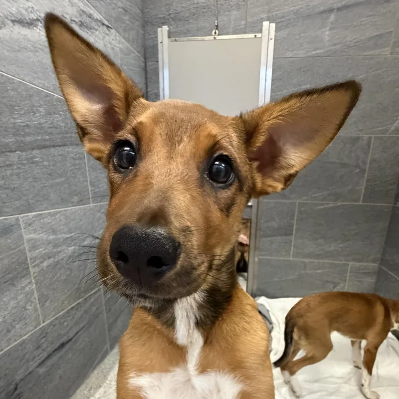 Dingo