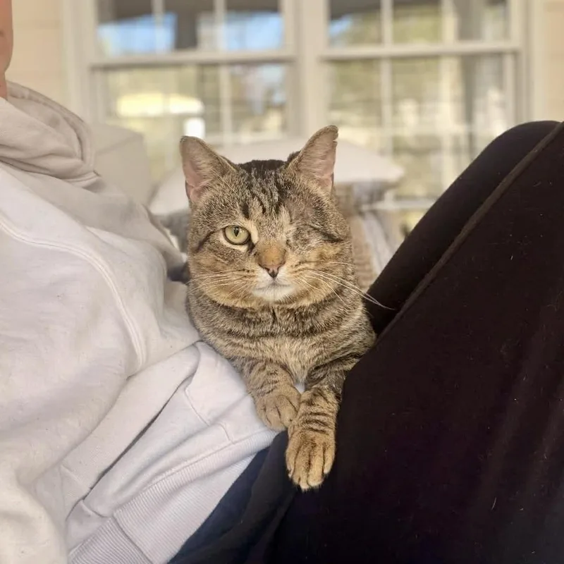 A young medium-sized male Brown / Chocolate Domestic Short Hair cat named Stuart for adoption in Raleigh, NC