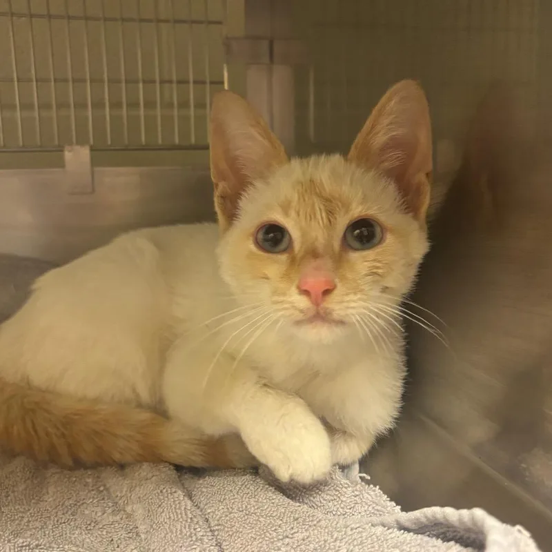 A baby small-sized male White Siamese cat named Arcanine: Visit me at for adoption in Bristol, IN