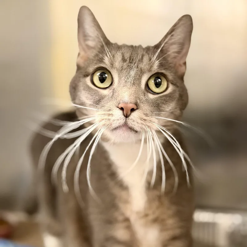 A senior medium-sized male Gray & White Domestic Short Hair cat named Bingo for adoption in Jackson, NJ