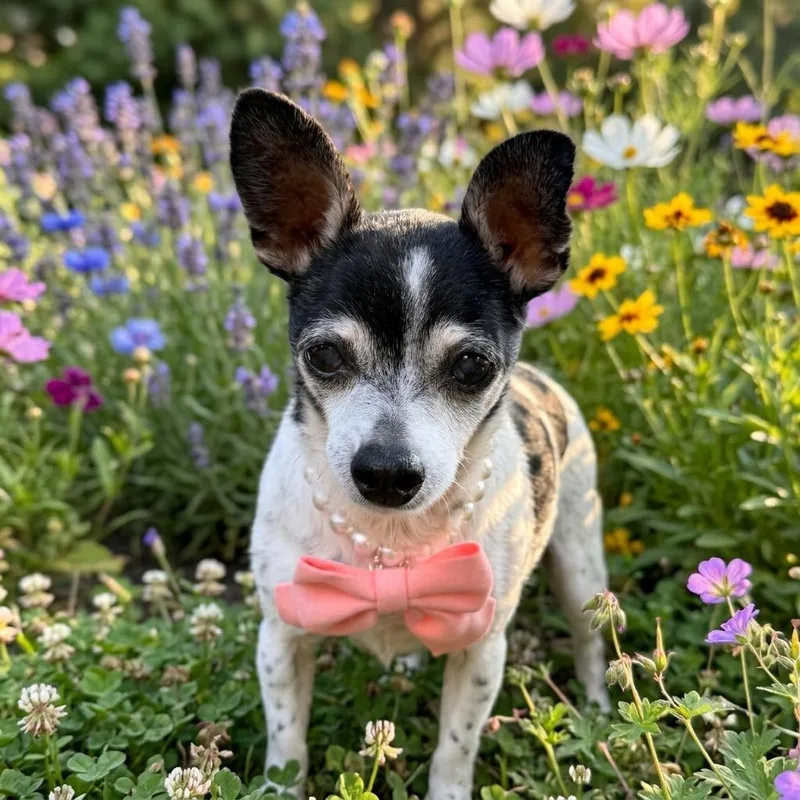 A senior small-sized female Black Chihuahua dog named Pixie for adoption in Brooklyn, NY