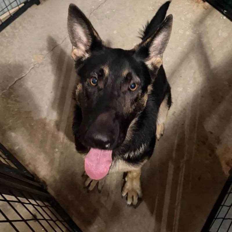 An adult large-sized male Shepherd dog named Klaus for adoption in Birmingham, AL