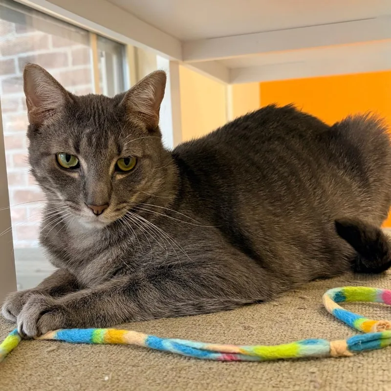 A young large-sized female Domestic Short Hair cat named Ladybug for adoption in Magnolia, TX