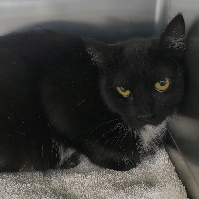 An adult medium-sized female Black Domestic Short Hair cat named Momma for adoption in Othello, WA