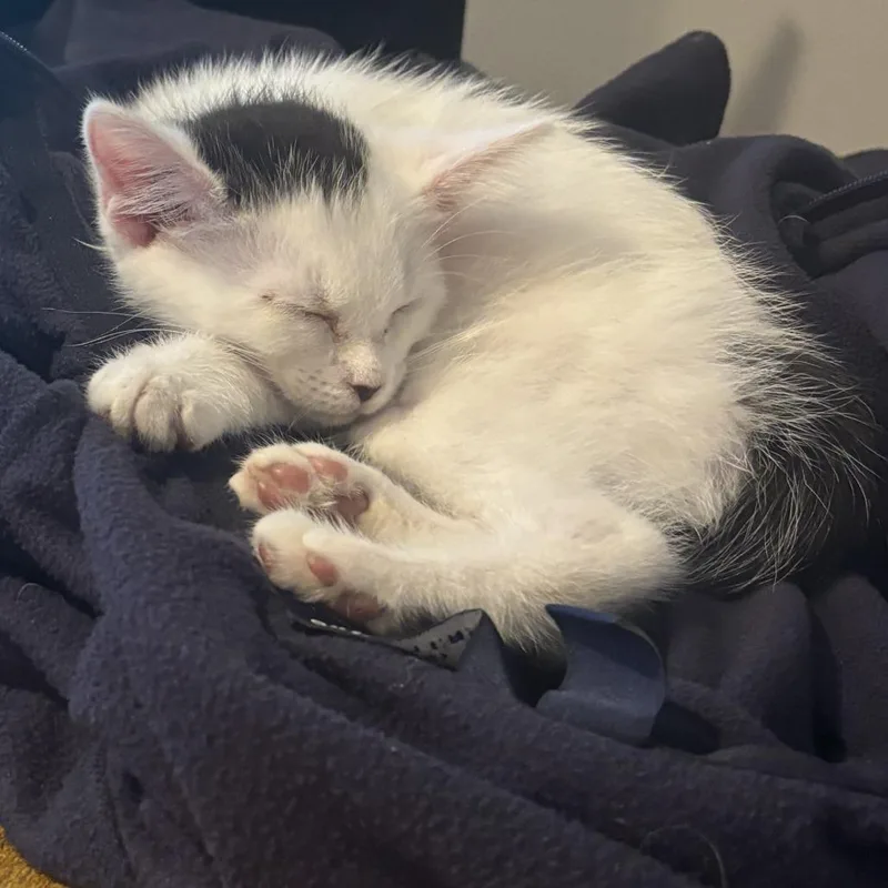 A baby small-sized female White Domestic Short Hair cat named Molly for adoption in Richmond, VA