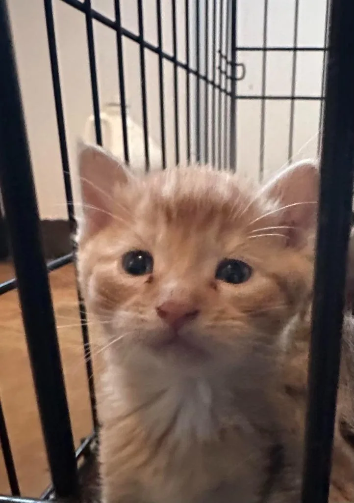 A baby medium-sized male Domestic Short Hair cat named Teddy for adoption in Cloquet, MN