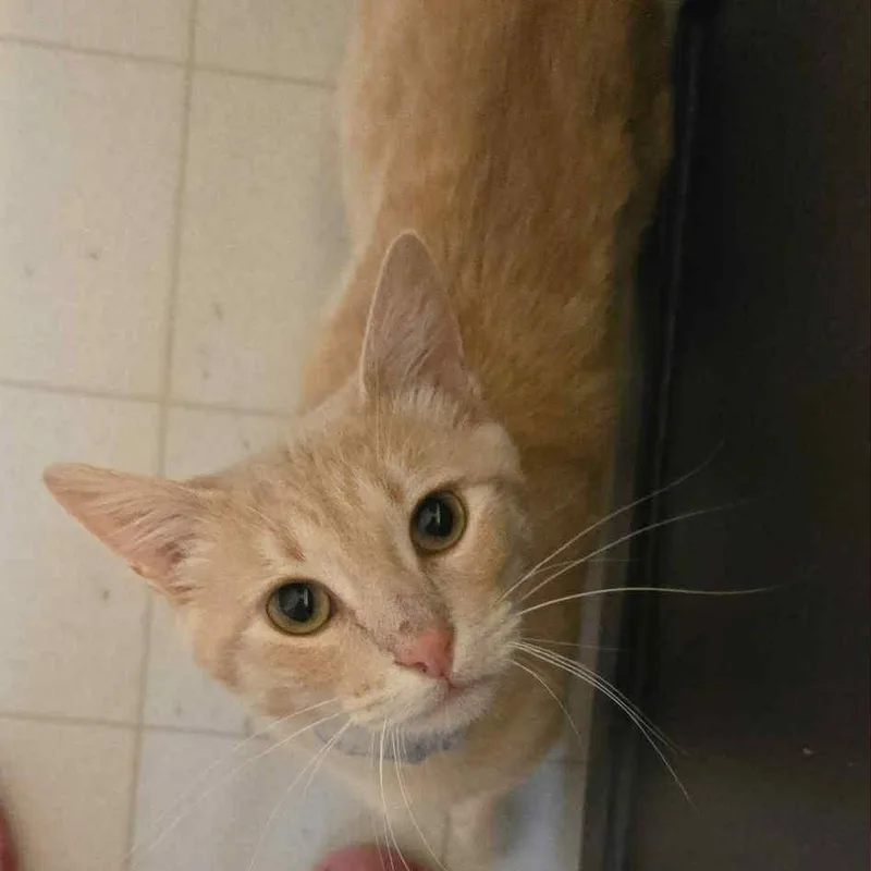 Brad Pitt thumbnail 2