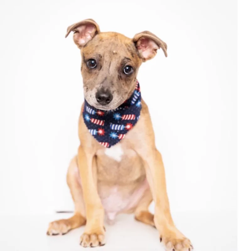 A baby small-sized male Brown / Chocolate Mixed Breed dog named Rocket for adoption in Springboro, OH