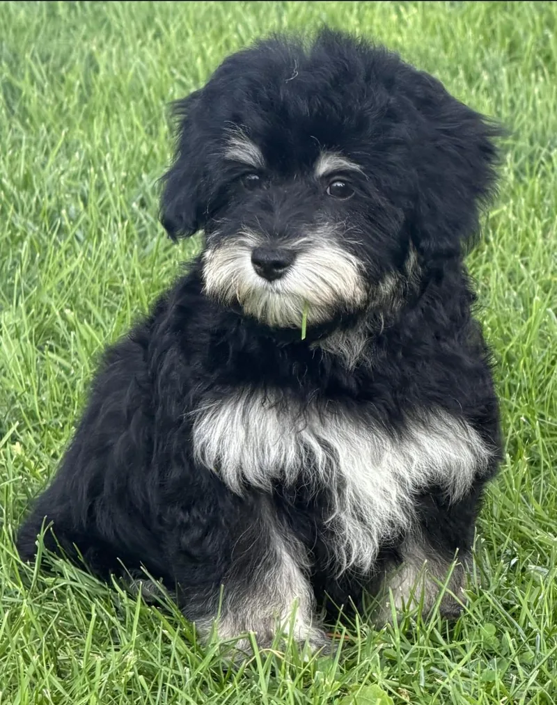 Nugget