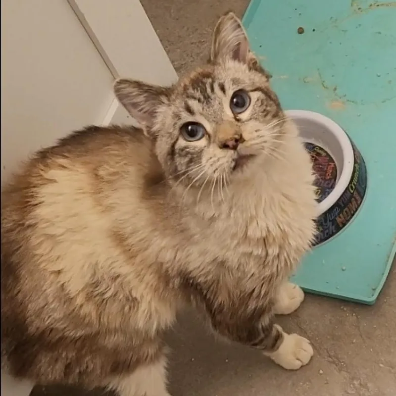 An adult small-sized male Siamese cat named Blackfoot Orr for adoption in Eagle Mountain, UT