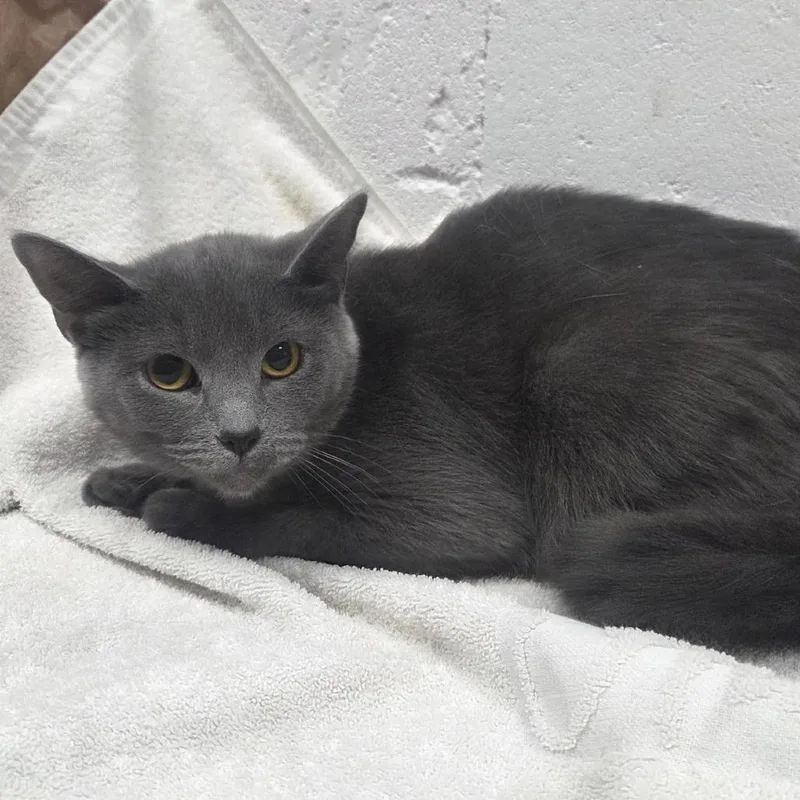 A young medium-sized female Gray / Blue / Silver Domestic Short Hair cat named Bj for adoption in Saint Louis, MO