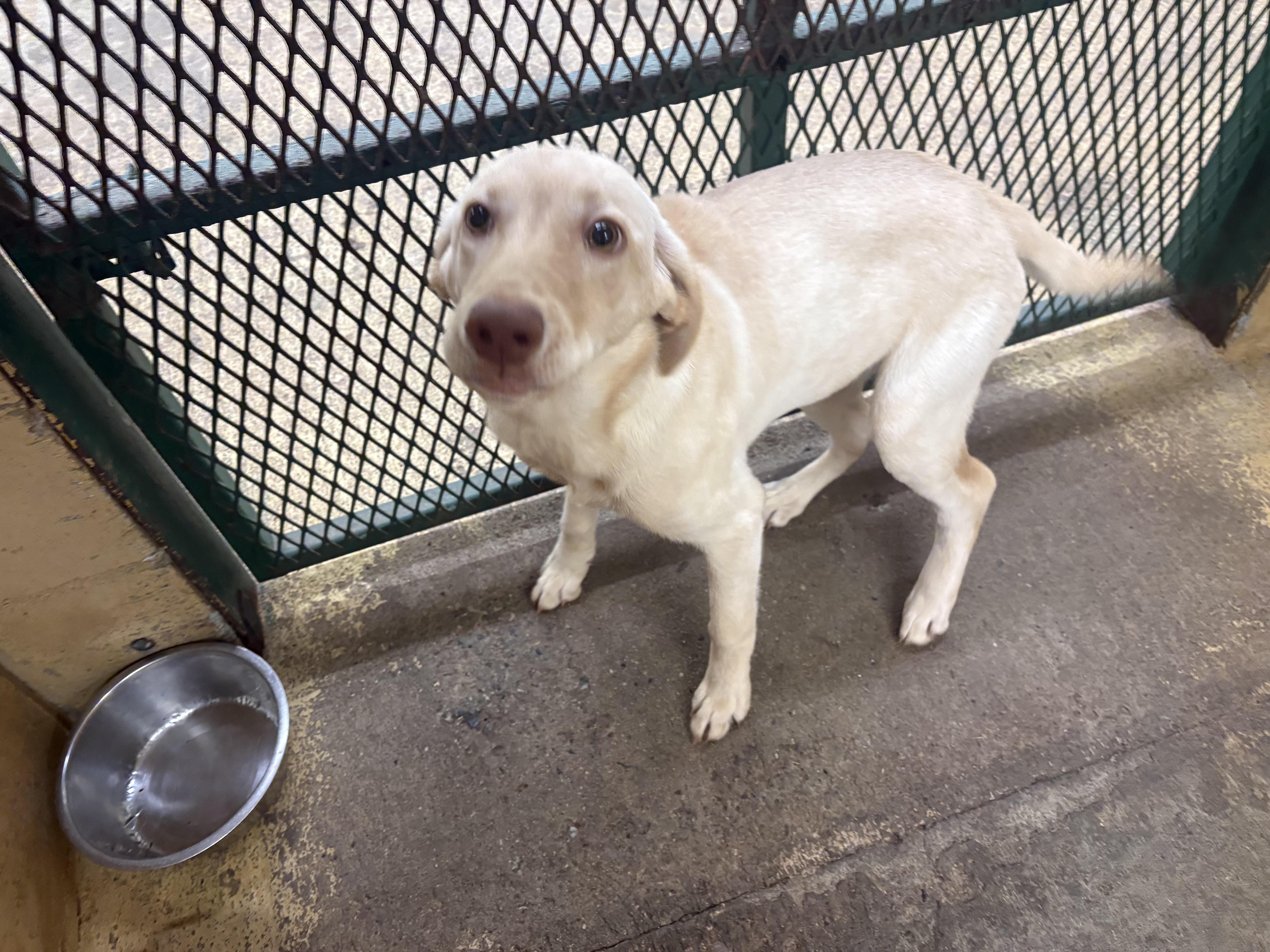 A young medium-sized female Yellow / Tan / Blond / Fawn Yellow Labrador Retriever dog named Jess for adoption in Monticello, GA
