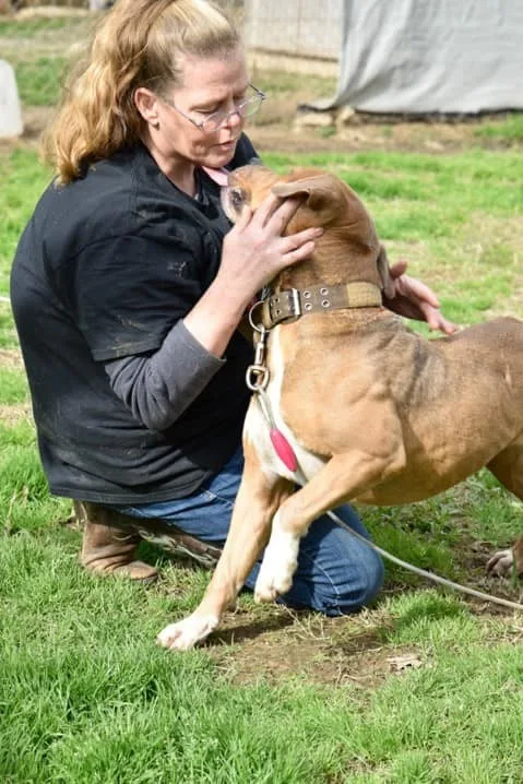 An adult large-sized male Pit Bull Terrier dog named Remington for adoption in Shreveport, LA