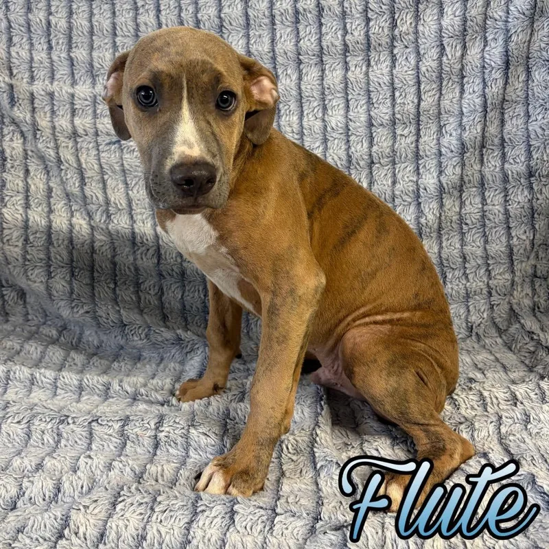 Flute thumbnail 2