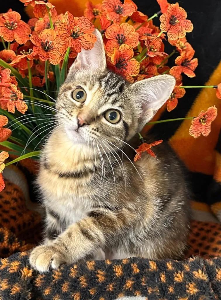 A baby small-sized female Domestic Short Hair cat named Parfait for adoption in Stillwater, OK