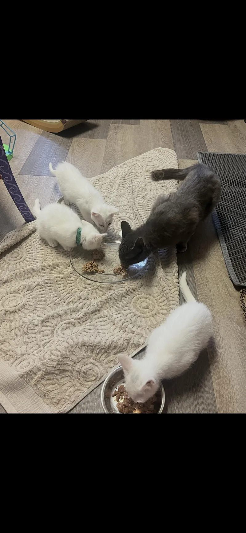 A young medium-sized female Gray / Blue / Silver Domestic Medium Hair cat named Cloud for adoption in Brockport, NY