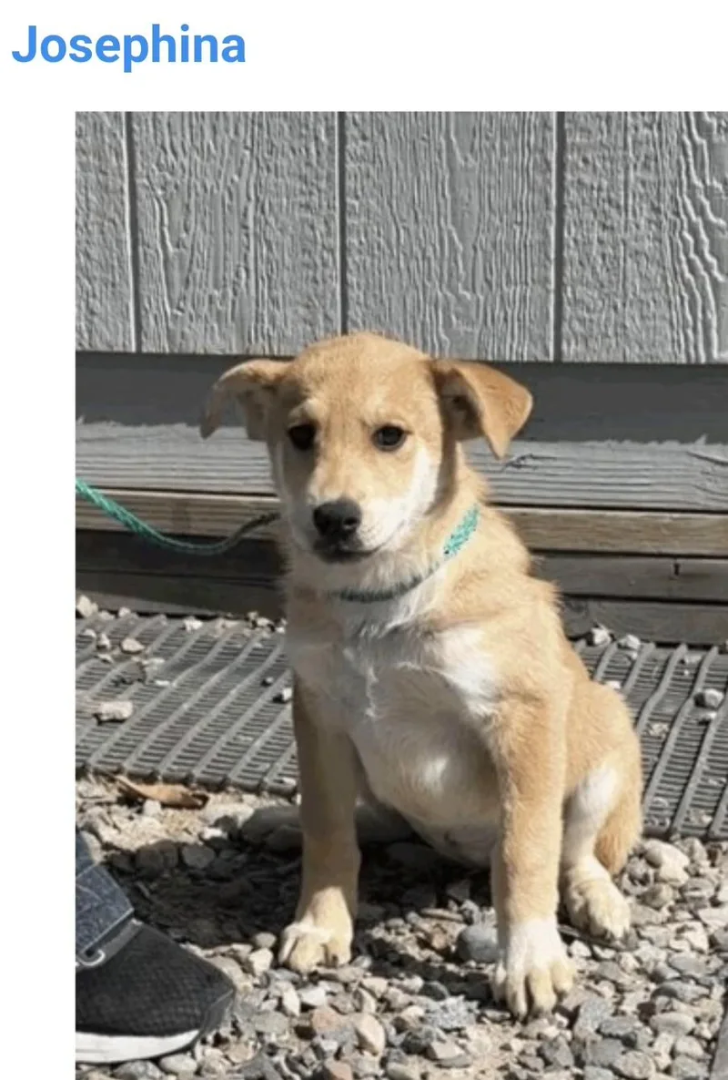 A baby medium-sized female Australian Cattle Dog / Blue Heeler named Josephina for adoption in Salt Lake City, UT