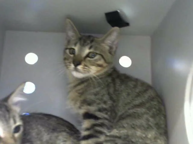 A baby small-sized male Domestic Short Hair cat named Turkey for adoption in Albuquerque, NM