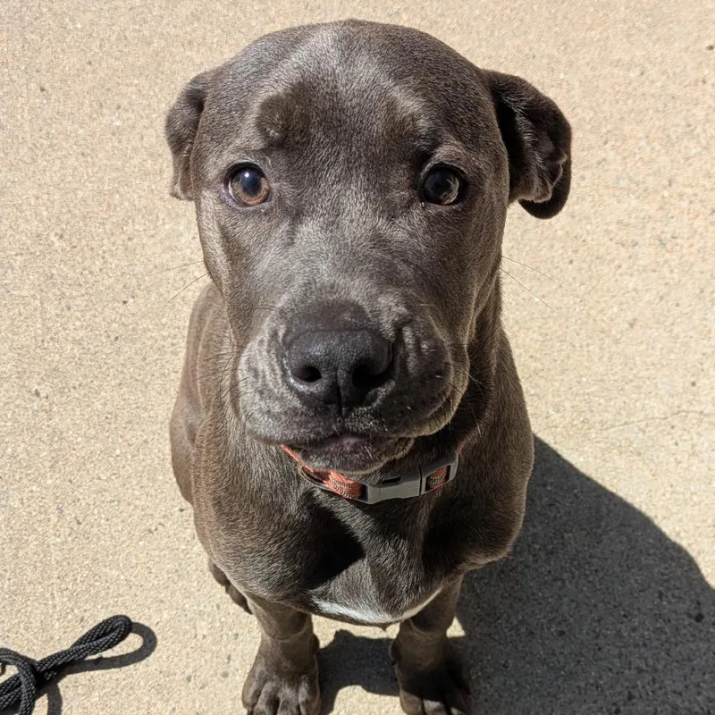 A young medium-sized male Gray / Blue / Silver Mixed Breed dog named Smokey for adoption in Kennebunk, ME