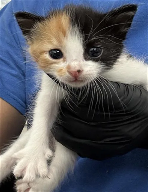 A baby medium-sized female Domestic Short Hair cat named Jenny for adoption in Dallas, TX