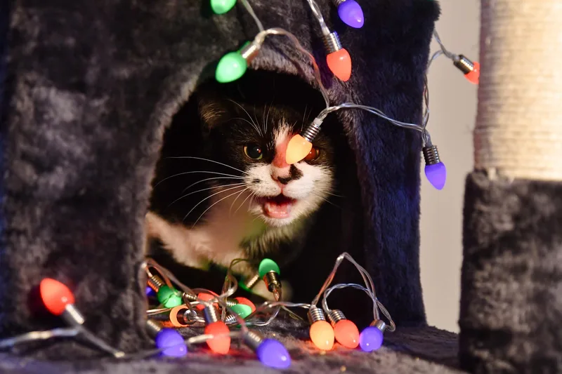 Gabagool thumbnail 2