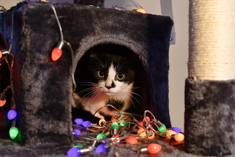 Gabagool thumbnail 3