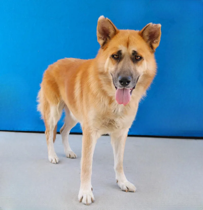 An adult extra large-sized male German Shepherd Dog dog named Principe for adoption in Pasadena, CA