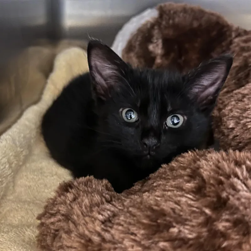 A baby small-sized male Black Domestic Short Hair cat named Loaf for adoption in Pensacola, FL