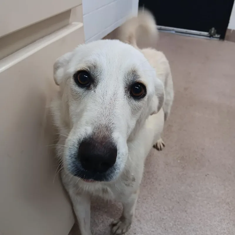 An adult medium-sized female White / Cream Great Pyrenees dog named Harper for adoption in Ardmore, OK