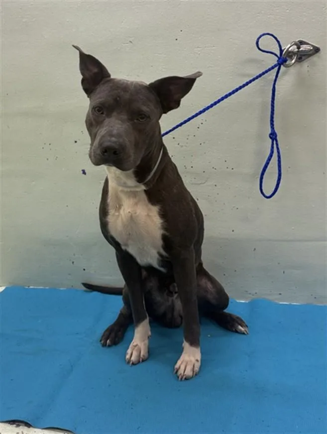 A young medium-sized male Staffordshire Bull Terrier dog named Milo for adoption in Houston, TX