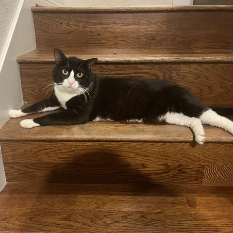 An adult extra large-sized male Domestic Short Hair cat named Tommy Tutux for adoption in Austin, TX