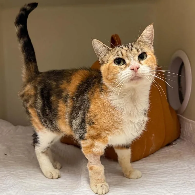 An adult small-sized female Domestic Short Hair cat named Camille for adoption in Caryville, TN