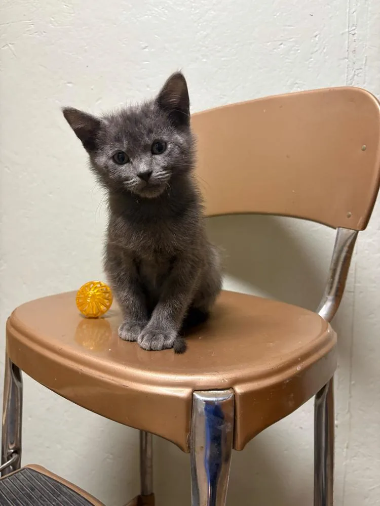 A baby small-sized male Domestic Short Hair cat named Huckleberry for adoption in Topeka, KS