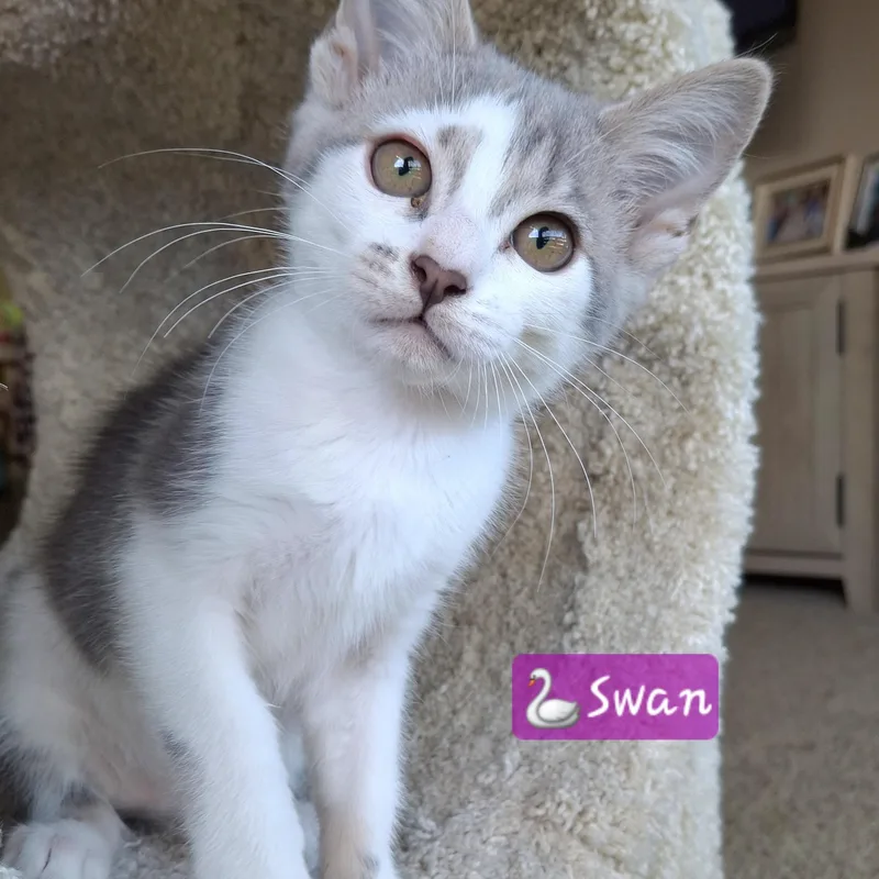Swan thumbnail 3