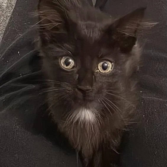 A baby small-sized female Black Domestic Medium Hair cat named Spaghetti for adoption in Missouri City, TX