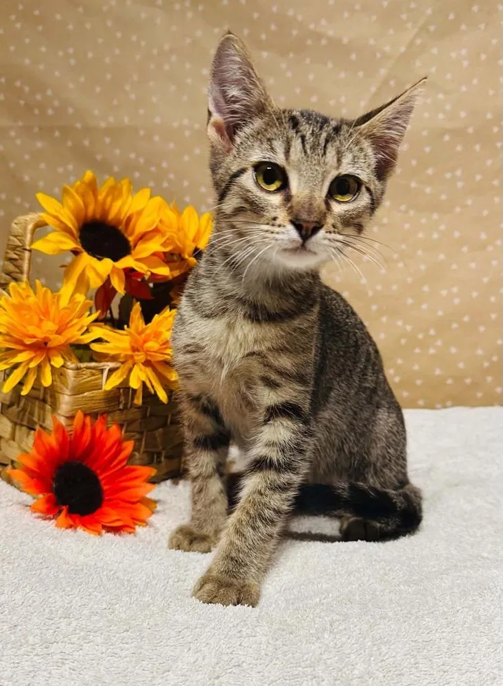 A baby small-sized male Domestic Short Hair cat named Rizz for adoption in Groveland, MA