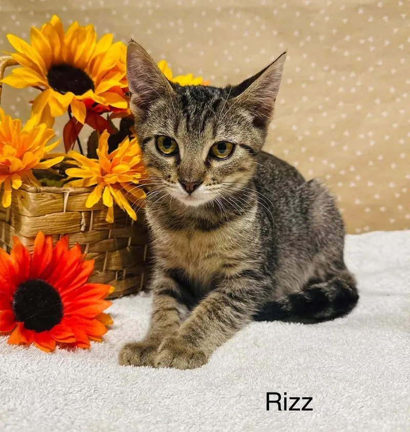 Rizz thumbnail 2