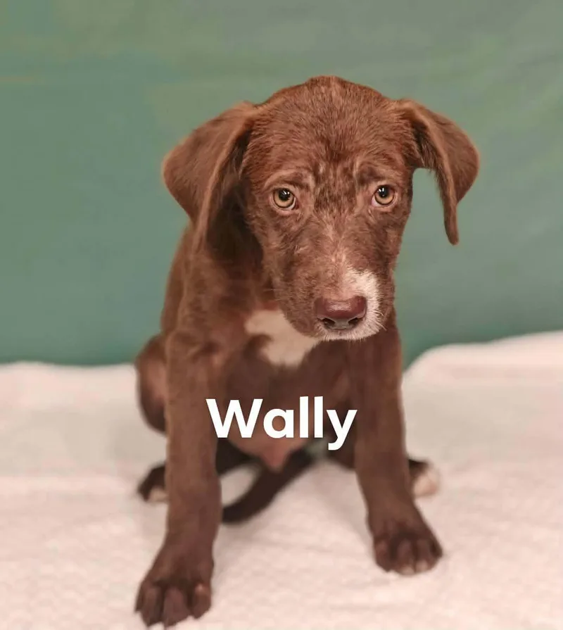 Wally thumbnail 2
