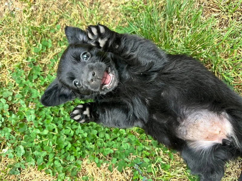 A young medium-sized female Terrier dog named Becky for adoption in Greenville, SC