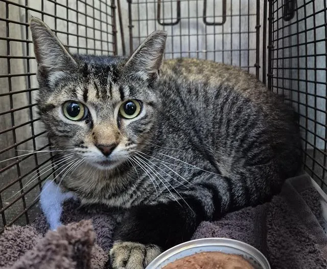 A young small-sized female Domestic Short Hair cat named Monday for adoption in San Antonio, TX