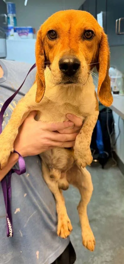 An adult small-sized male Beagle dog named Snoopy for adoption in Bowling Green, KY