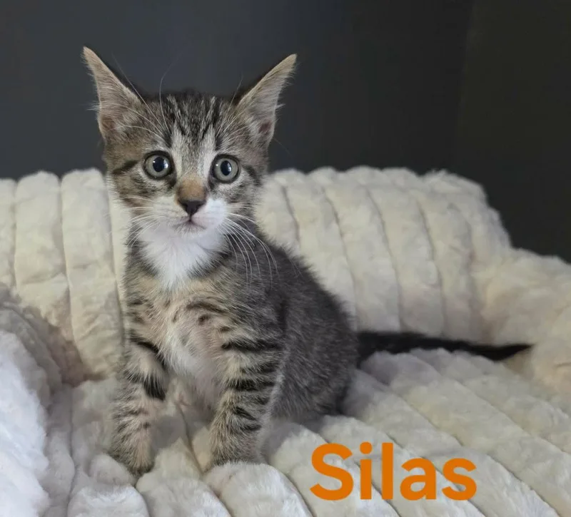 A baby medium-sized male Domestic Short Hair cat named Silas for adoption in Longwood, FL